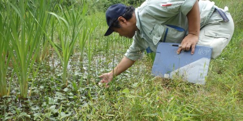 植物調査